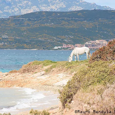 Apartment Cityloft Olbia