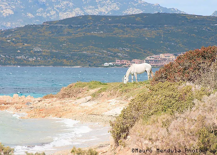 Lägenhet Cityloft Olbia